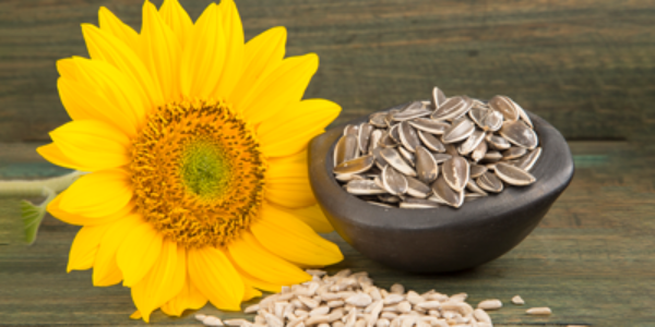 Semillas de girasol