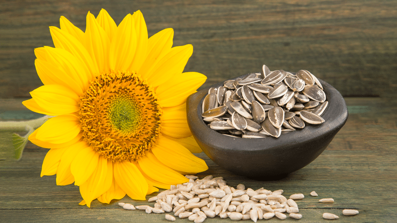 Sunflower seeds and a beautiful sunflower.