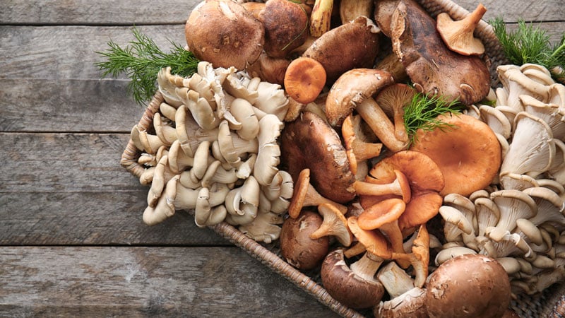 Variedad de hongos con múltiples nutrientes y beneficios para nuestro cuerpo.
