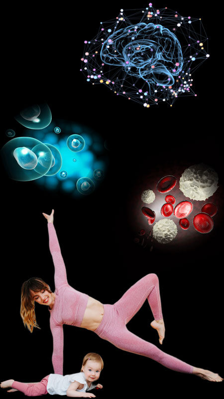 Be NutriSavvy Uso de las proteínas en nuestro cerebro, células, músculos, huesos, hormonas, piel, glóbulos rojos, glóbulos blancos, desintoxicación y desarrollo temprano.