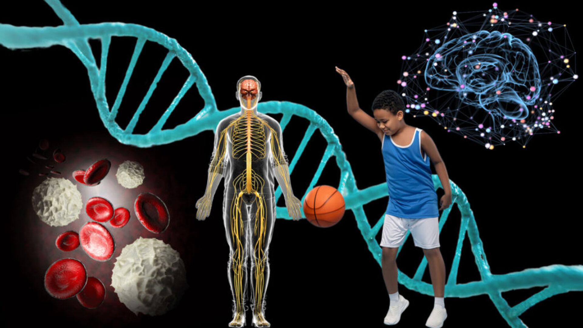 Copper_basketball-boy_DNA_cells_nervous-system_1080 Copper for our brain, nervous system, immune system, connective tissue, genes, hair and skin.