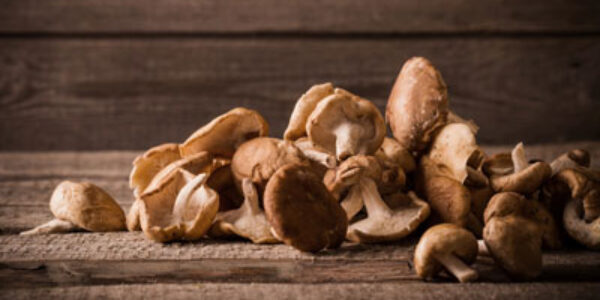 Shiitake