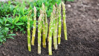 Asparagus growing in the ground with a plant behind it.
