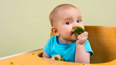 A baby sitting in a high chair eating broccoli.