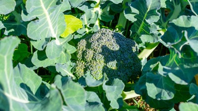 Broccoli cabbage plant in the field