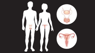 Órganos reproductores masculinos y femeninos.