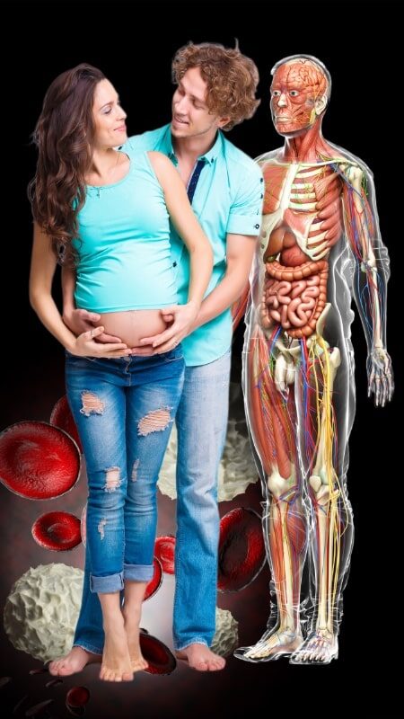 Se_NutriSavvy_Aguacate_Beneficios_Pareja_Embarazada_Celulas_Sanguineas_Anatomia_DP_115114272_450x800 copy Beneficios de los nutrientes presentes en los aguacates para el corazón, el cerebro, la salud reproductiva, el desarrollo temprano, los huesos, los músculos, los ojos, las células sanguíneas y nuestra salud reproductiva.